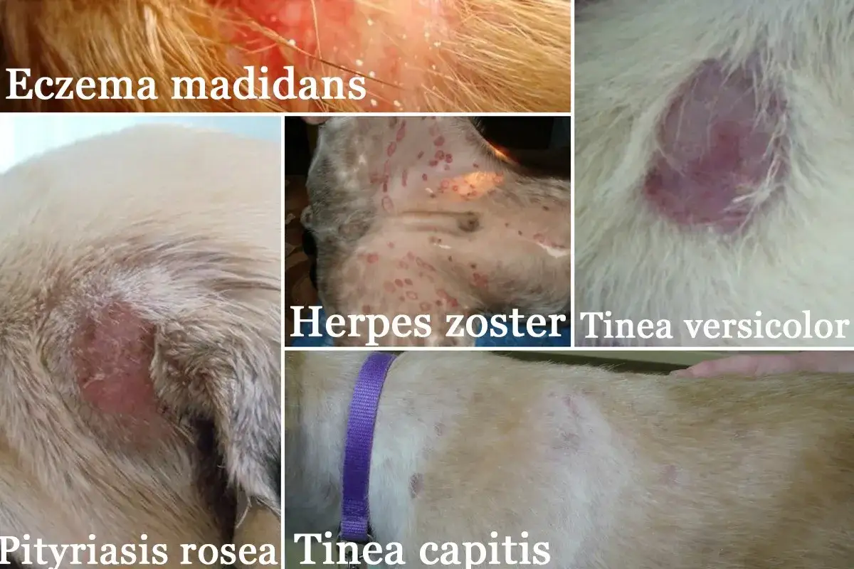 Różne rodzaje liszajów u psa: eczema madidans, herpes zoster, pityriasis rosea, tinea versicolor, tinea capitis. Zdjęcia pokazują zmiany skórne.