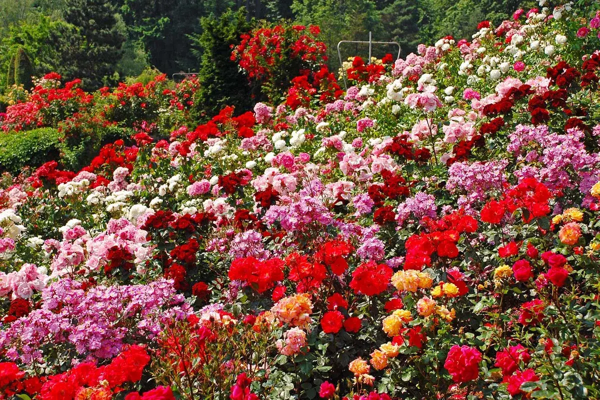 Un jardín rebosante de diversos tipos de rosas en tonos rojos, rosas, blancos y amarillos, creando un tapiz vibrante y fragante.