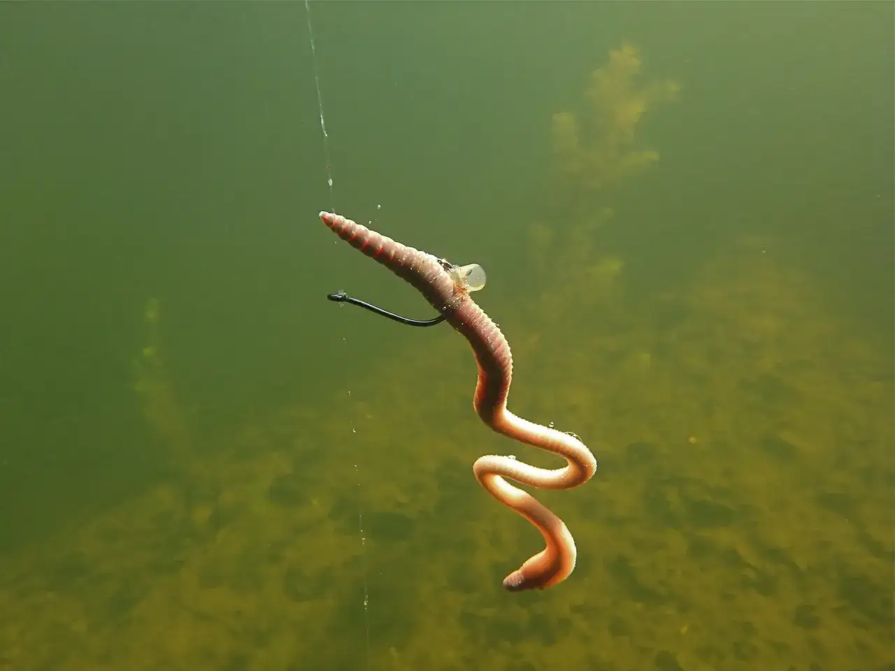 Barsch-Montage: Ein Wurm zappelt am Haken, bereit, den hungrigen Barsch zu verführen.
