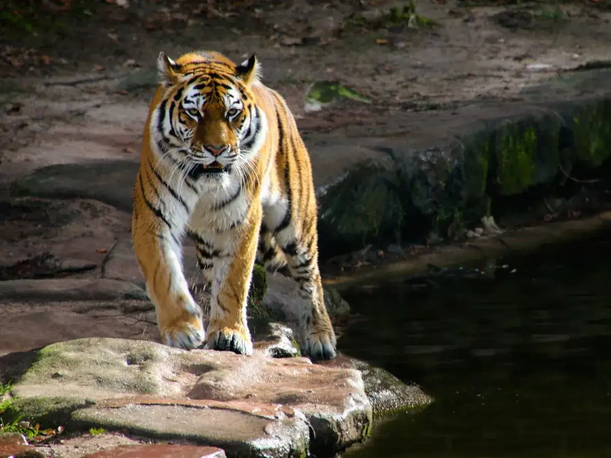 Tygrys w zoo w Polsce, majestatycznie kroczy po kamieniach.