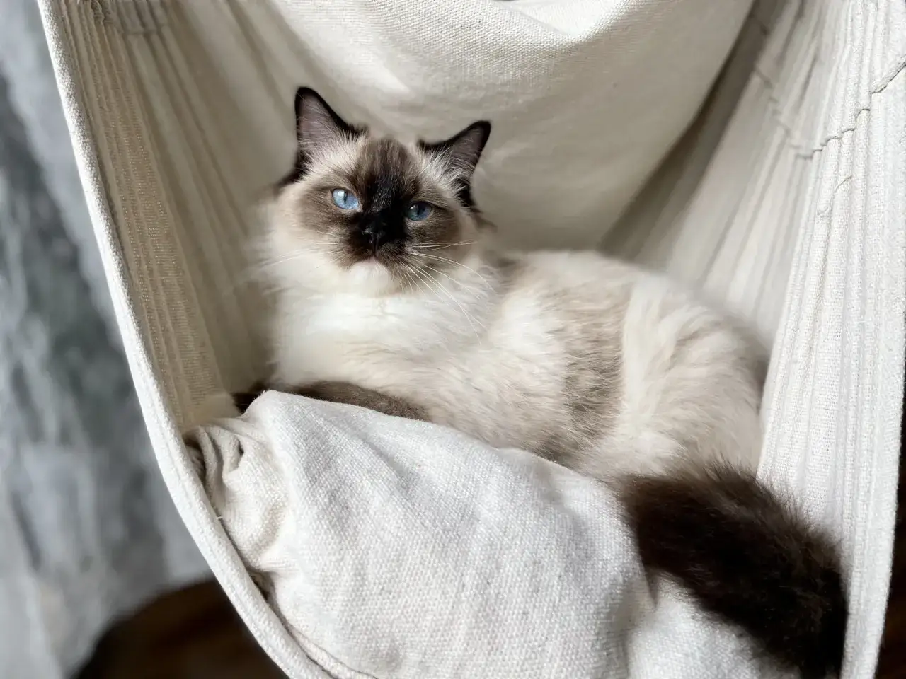 Uroczy ragdoll z niebieskimi oczami odpoczywa w miękkiej chuście.