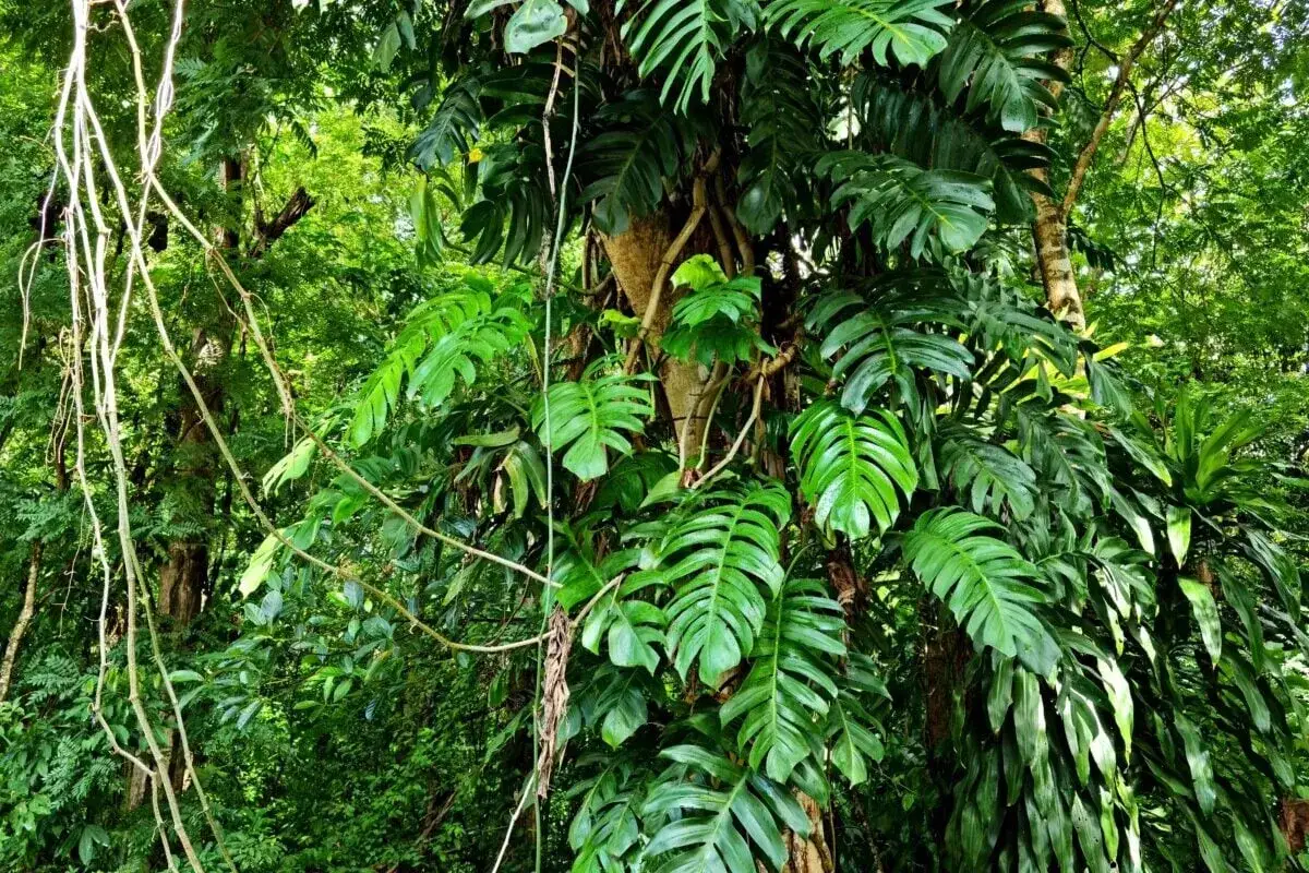 Potężna monstera pnie się po drzewie w gęstym, zielonym lesie. Jej charakterystyczne, powycinane liście tworzą bujną kaskadę, a długie korzenie powietrzne zwisają swobodnie. To prawdziwy widok monstery w naturze.