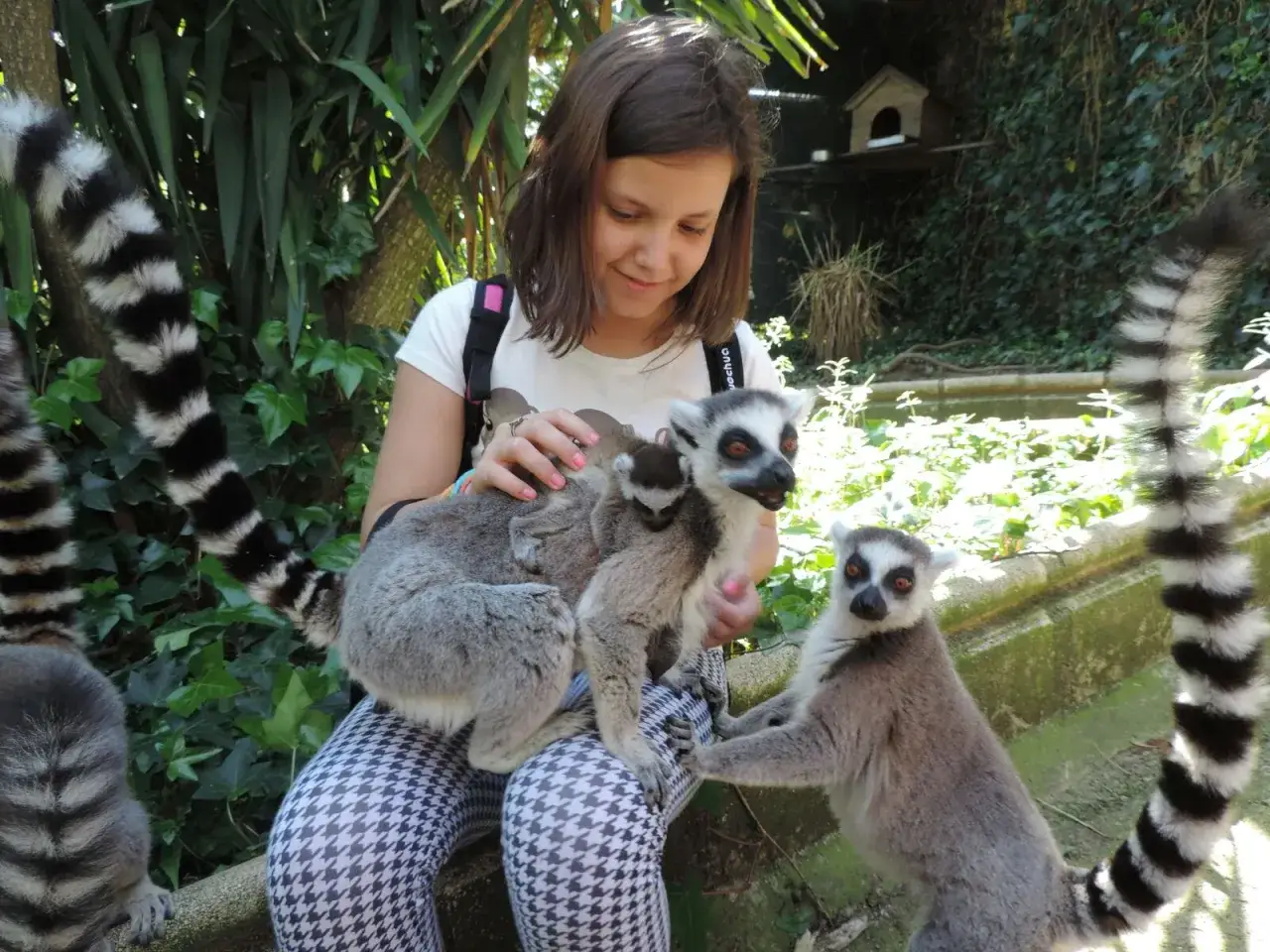 Niña interactuando con lémures en el Zoo de Sevilla. Las opiniones de zoo de Sevilla son muy positivas por experiencias así.