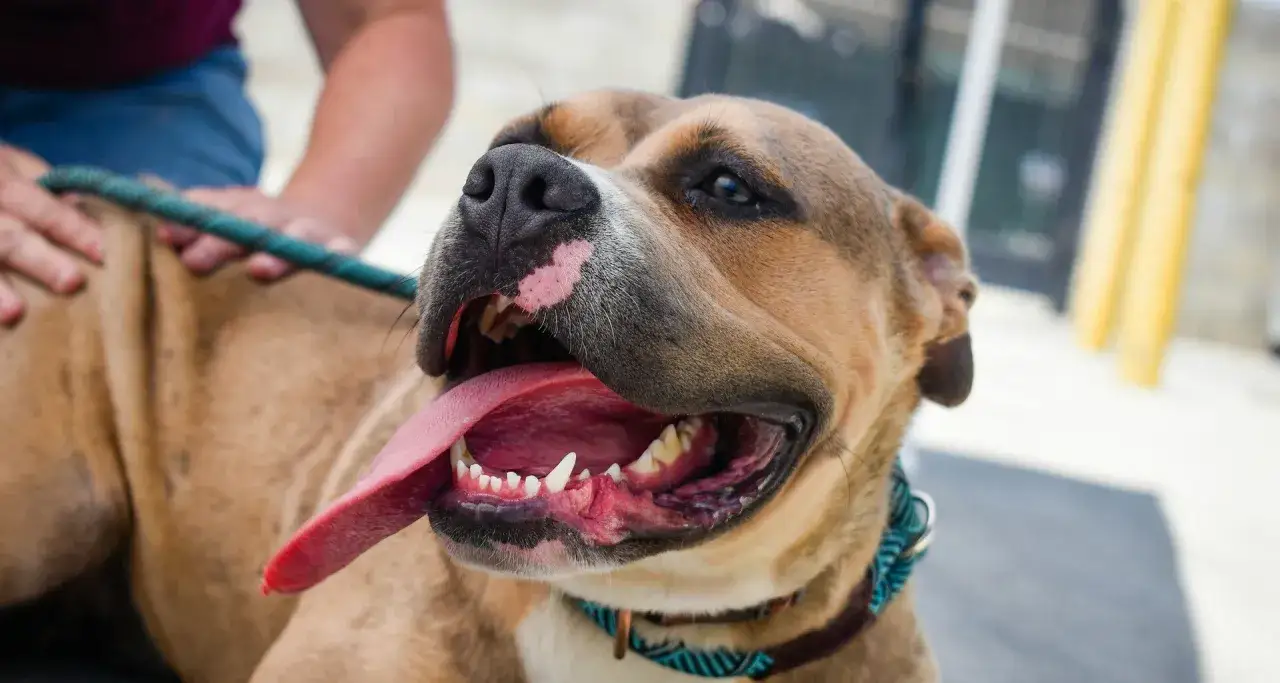 Uśmiechnięty amstaff red nose z wystawionym językiem, głaskany przez człowieka.