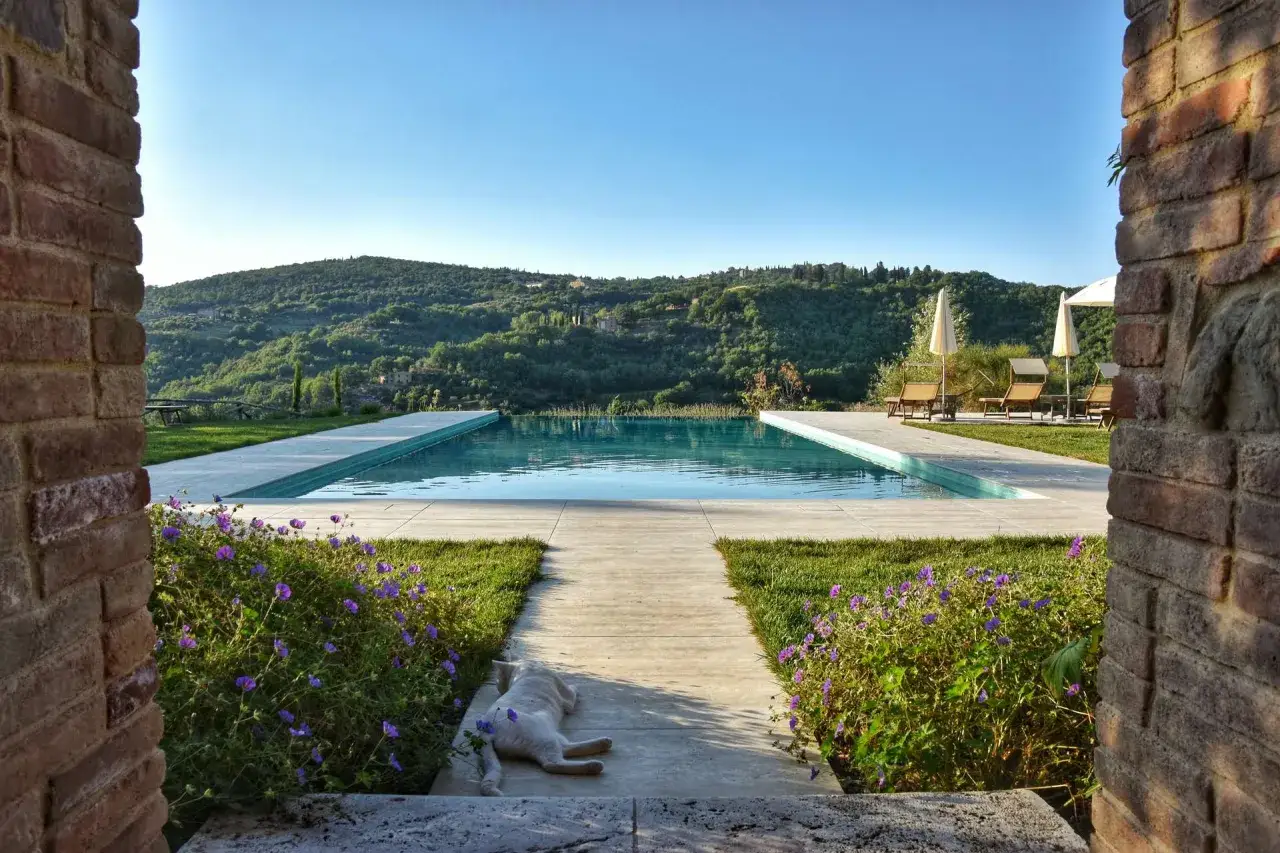 Piscina a sfioro con vista collinare, ideale per un tour della Toscana. Un gatto bianco riposa tra i fiori viola.