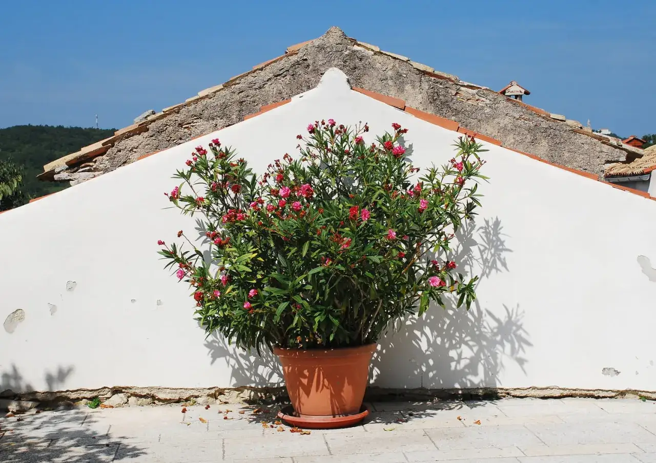 Un magnifique laurier en pot, aux fleurs roses &eacute;clatantes, se dresse fi&egrave;rement devant un mur blanc sous un ciel bleu.