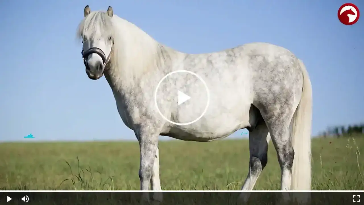 Ein schimmeliges Pony mit langer M&auml;hne steht auf einer gr&uuml;nen Wiese. Ein Beispiel f&uuml;r verschiedene Pony Rassen.