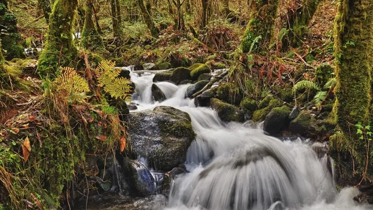 Arroyo de las fragas do Eume, con agua blanca y rocas cubiertas de musgo. Helechos y &aacute;rboles verdes crean un ambiente m&aacute;gico.