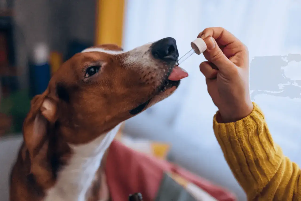 En hund får prednicortone-droppar på tungan.