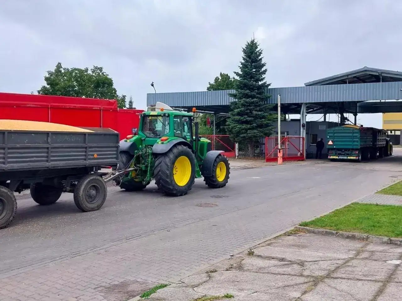 Zielony traktor z przyczepą pełną ziarna pszenżyta zmierza do punktu skupu. Aktualna pszenżyto cena jest kluczowa dla rolnika.