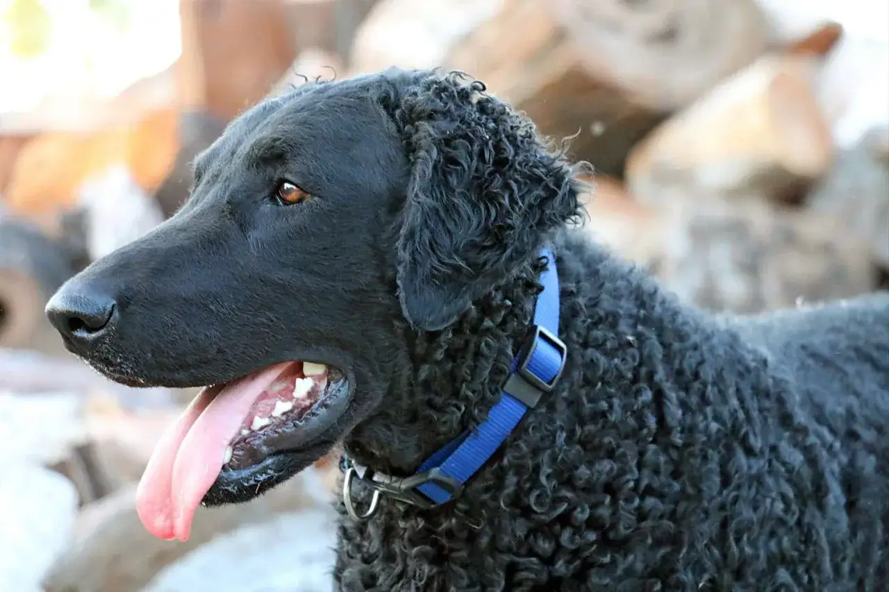 En curly coated retriever med blått halsband, perfekt för allergiker.