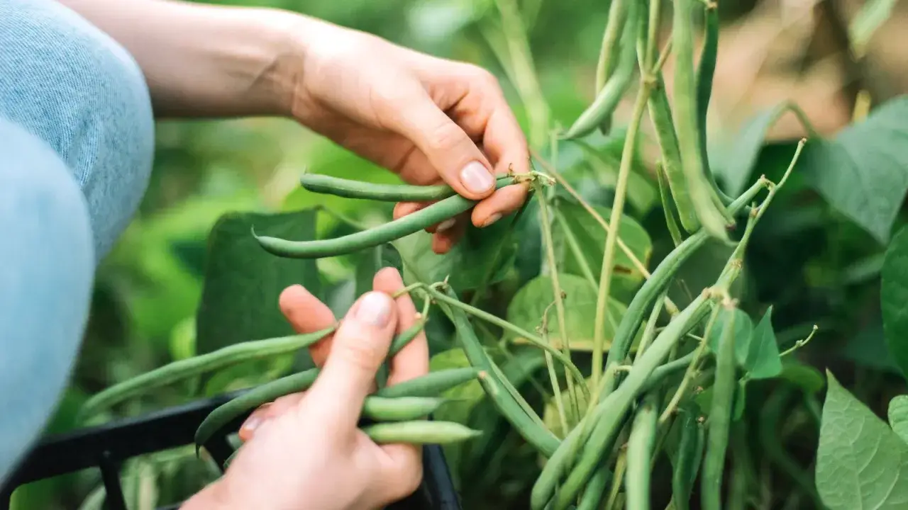 Hands harvesting fresh green bean plant pods from the garden.
