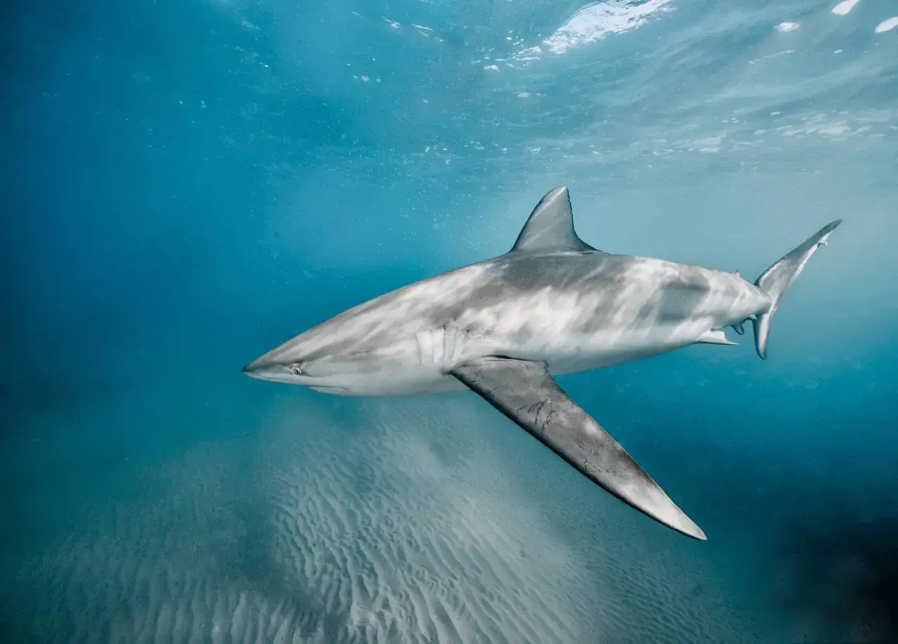 Un grande squalo grigio nuota nelle acque blu del Mediterraneo, vicino a un fondale sabbioso.