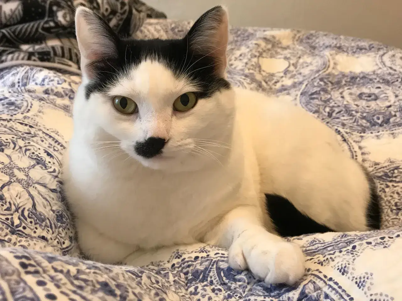 A white cat with black spots, including a distinctive black spot on its nose, rests on a patterned blue and white blanket.