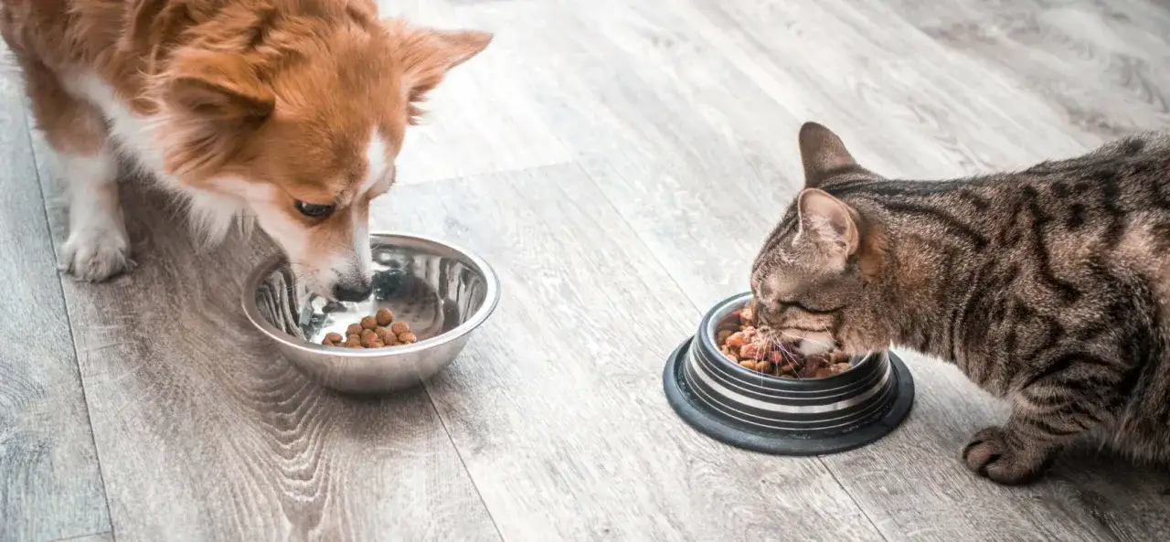 A corgi and a tabby cat eat from separate bowls. The question of whether dogs can eat cat food is a common one, but this image shows them enjoying their own meals.