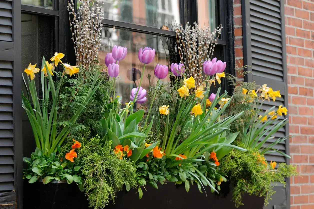 Jardinière extérieure printanière : tulipes violettes, jonquilles jaunes et petites fleurs orange. Une belle idée composition pour égayer une fenêtre.