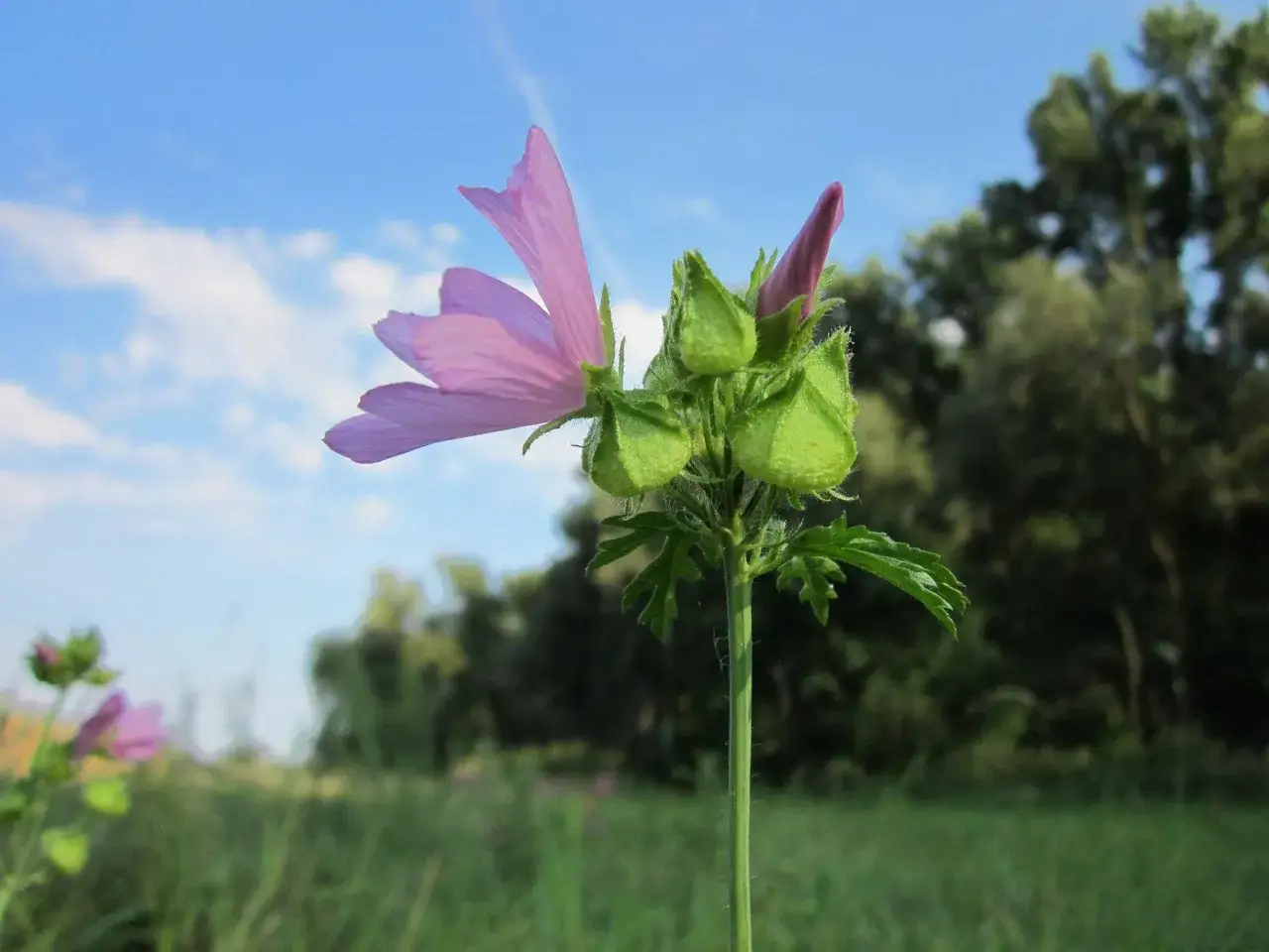 Eine zarte Moschus Malve bl&uuml;ht vor blauem Himmel. Gr&uuml;ne Samenkapseln reifen an ihrem Stiel.