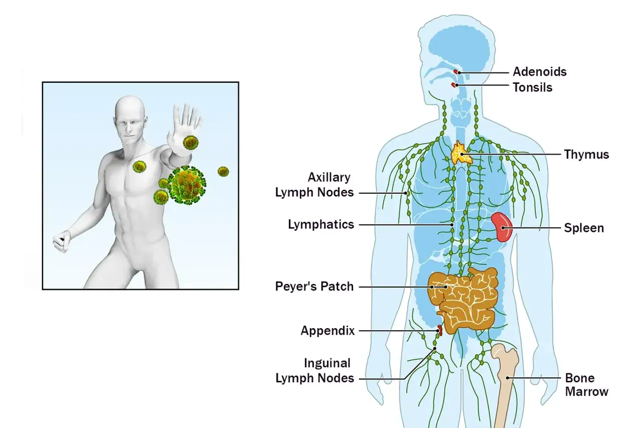 Illustration du système immunitaire humain, montrant les ganglions, le thymus, la rate et les amygdales. Un homme repousse des virus.