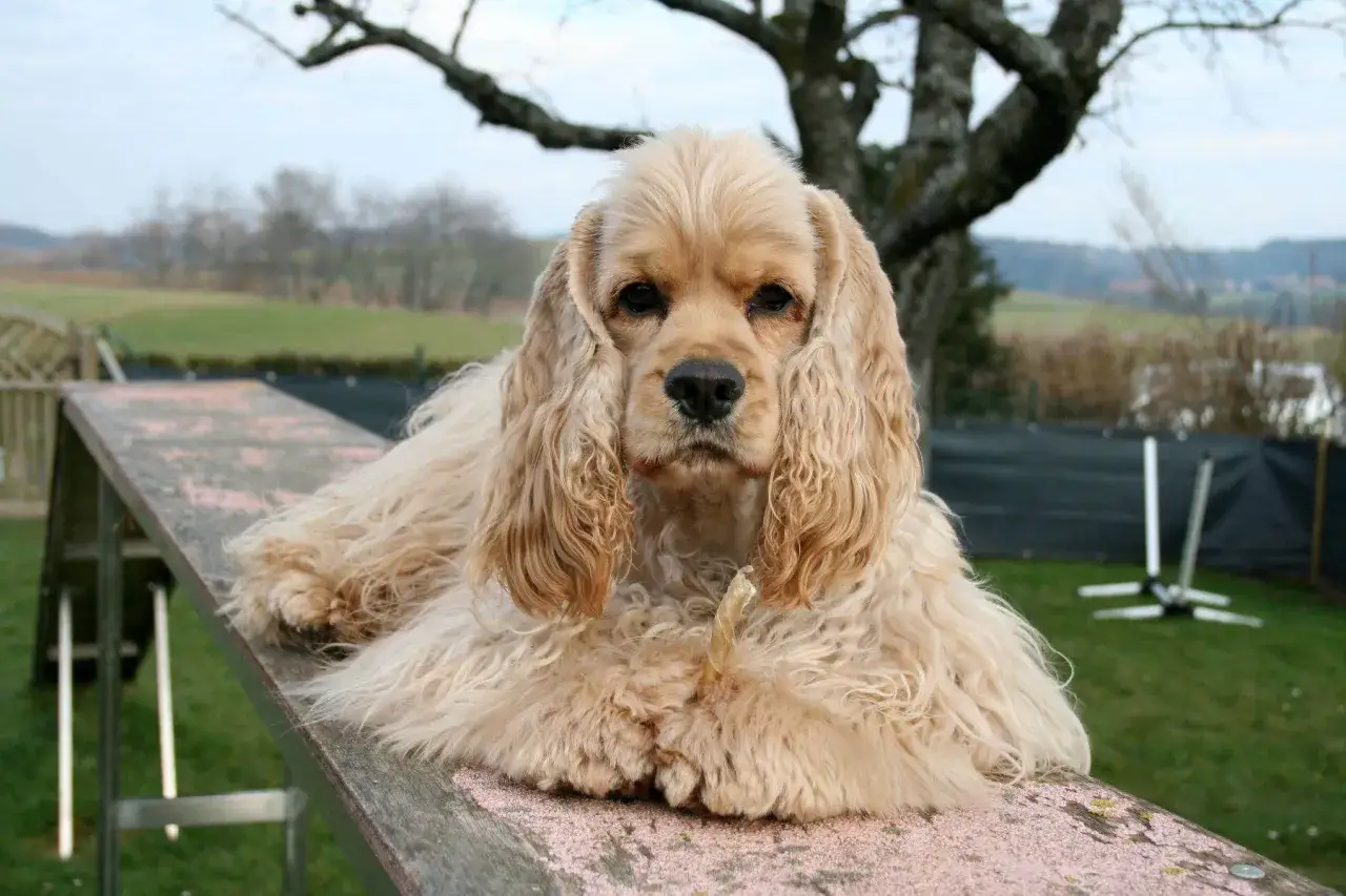 Uroczy cocker spaniel amerykański z długimi, falującymi uszami leży na drewnianej kładce, trzymając w łapach przysmak.