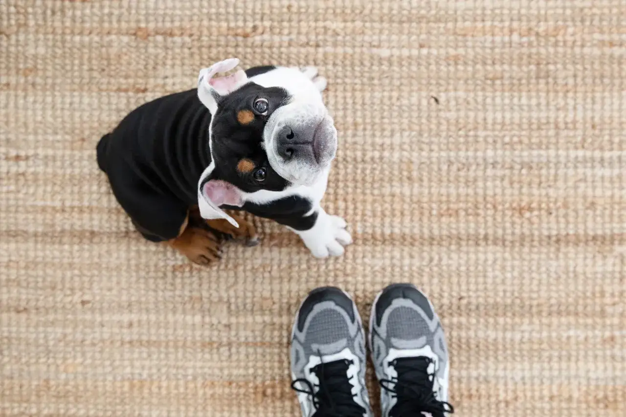 Un cachorro bulldog mira hacia arriba, con sus patas delanteras cerca de unos tenis. Parece que mi perro me sigue a todas partes.