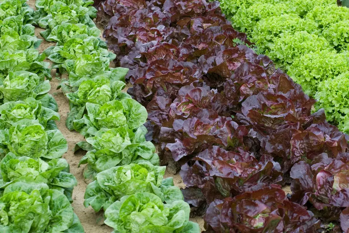 Lignes de salades vertes et rouges prêtes à être plantées en pleine terre. Le moment idéal pour planter les salades en pleine terre est arrivé.