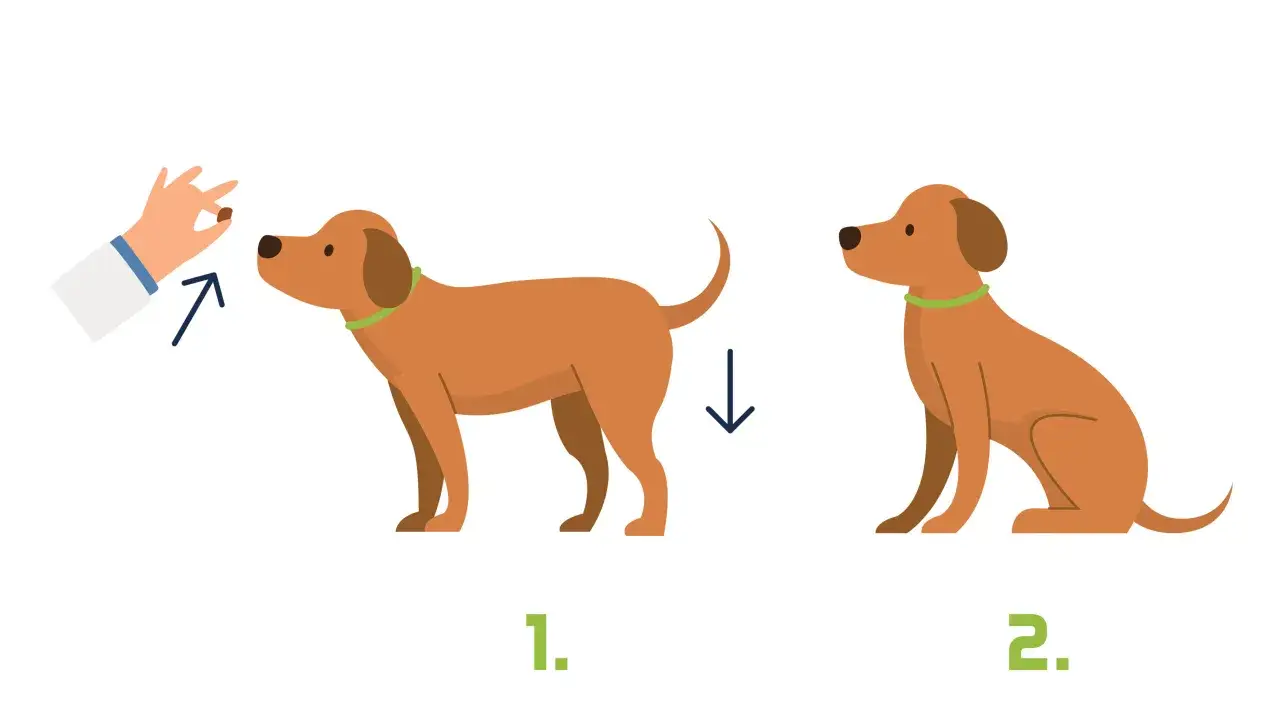 Ein Hund lernt den Welpensitz. Zuerst steht er, dann sitzt er.