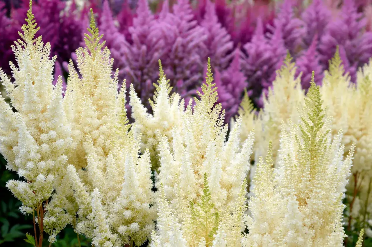 Zdrowe, młode pędy tawułek Astilbe