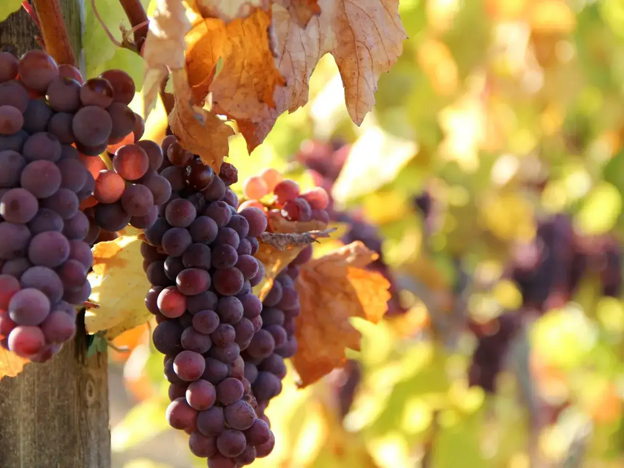 Reife Trauben h&auml;ngen am Rebstock, bereit f&uuml;r die Ernte. Diese Trauben sind ideal f&uuml;r einen frischen Pino Grigio.