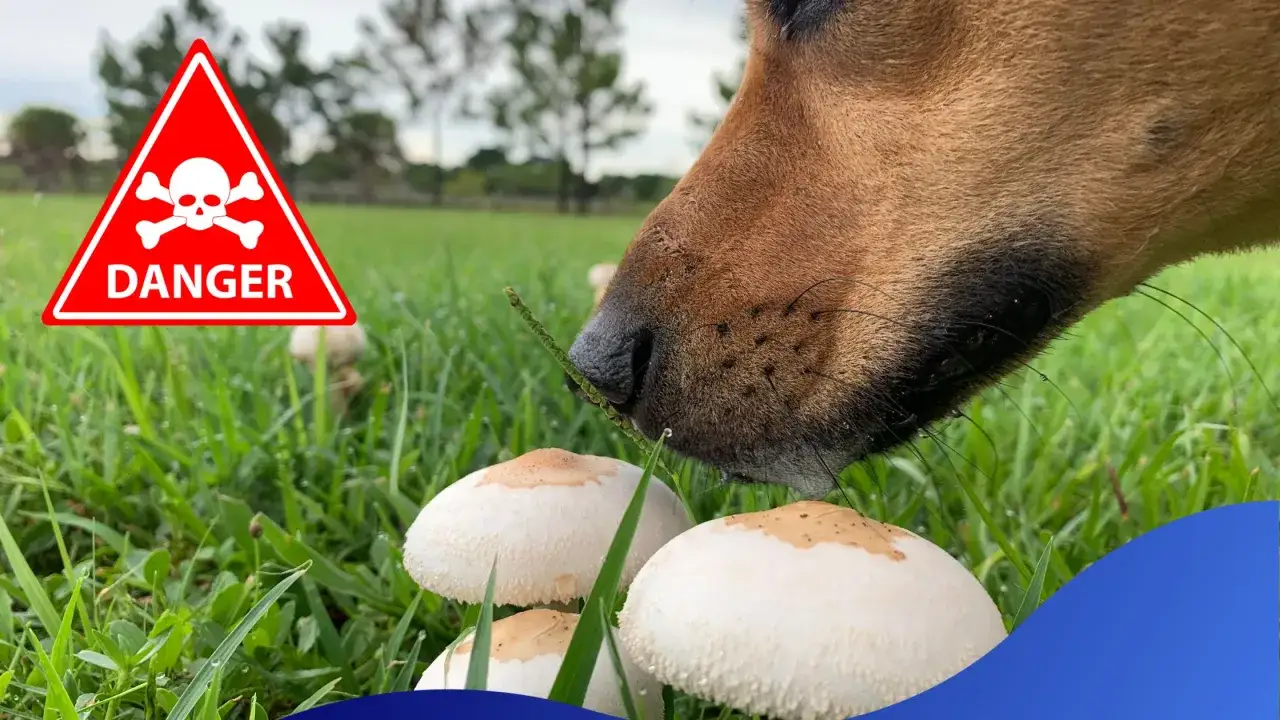 Ostrzeżenie: czy pies może jeść pieczarki? Niekt&oacute;re są trujące! Pies wącha grzyby na trawie.