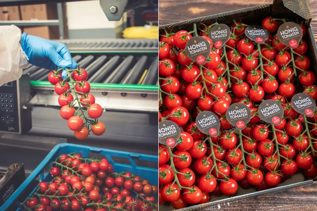 Frische Honig Tomaten werden in einer Fabrik verpackt. Die s&uuml;&szlig;en Fr&uuml;chte sind bereit f&uuml;r den Verkauf.