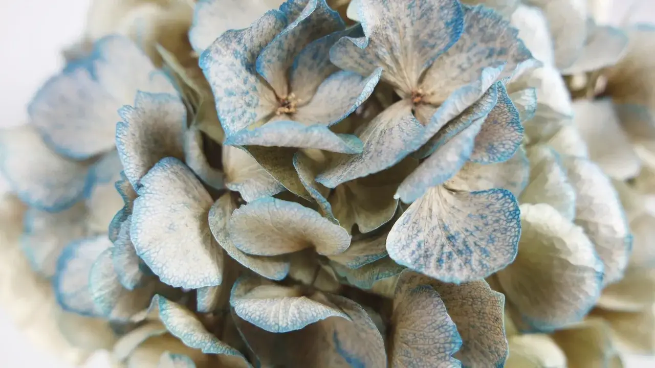 D&eacute;tail de fleurs d'hortensias s&eacute;ch&eacute;es aux teintes bleut&eacute;es et cr&egrave;me. Parfaites pour des id&eacute;es de d&eacute;coration : que faire avec des hortensias s&eacute;ch&eacute;s.