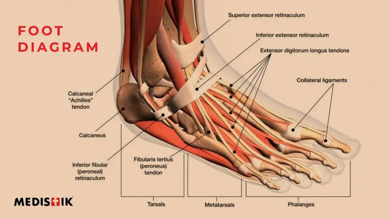 Anatomia stopy z widocznymi ścięgnami i więzadłami. Ból śródstopia od góry przy chodzeniu może być związany z tymi strukturami.