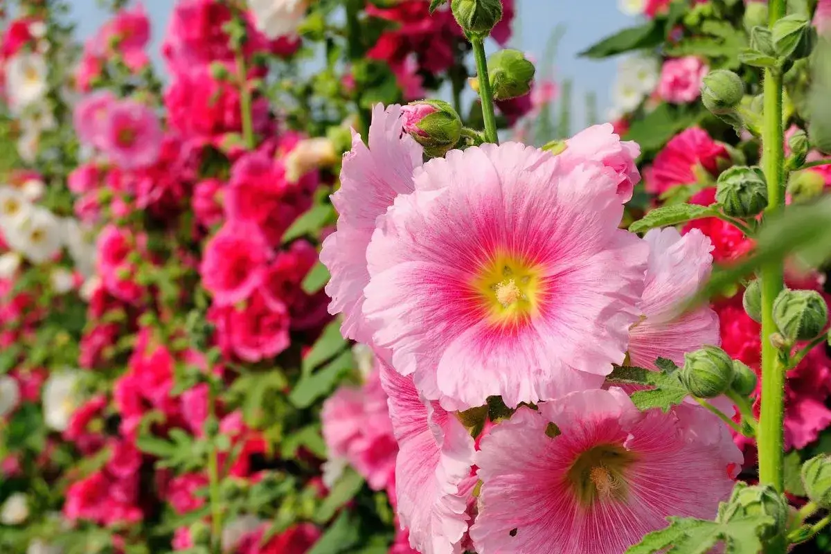 Piękne, różowe malwy (hollyhock) kwitnące w ogrodzie, tworząc barwny kobierzec.