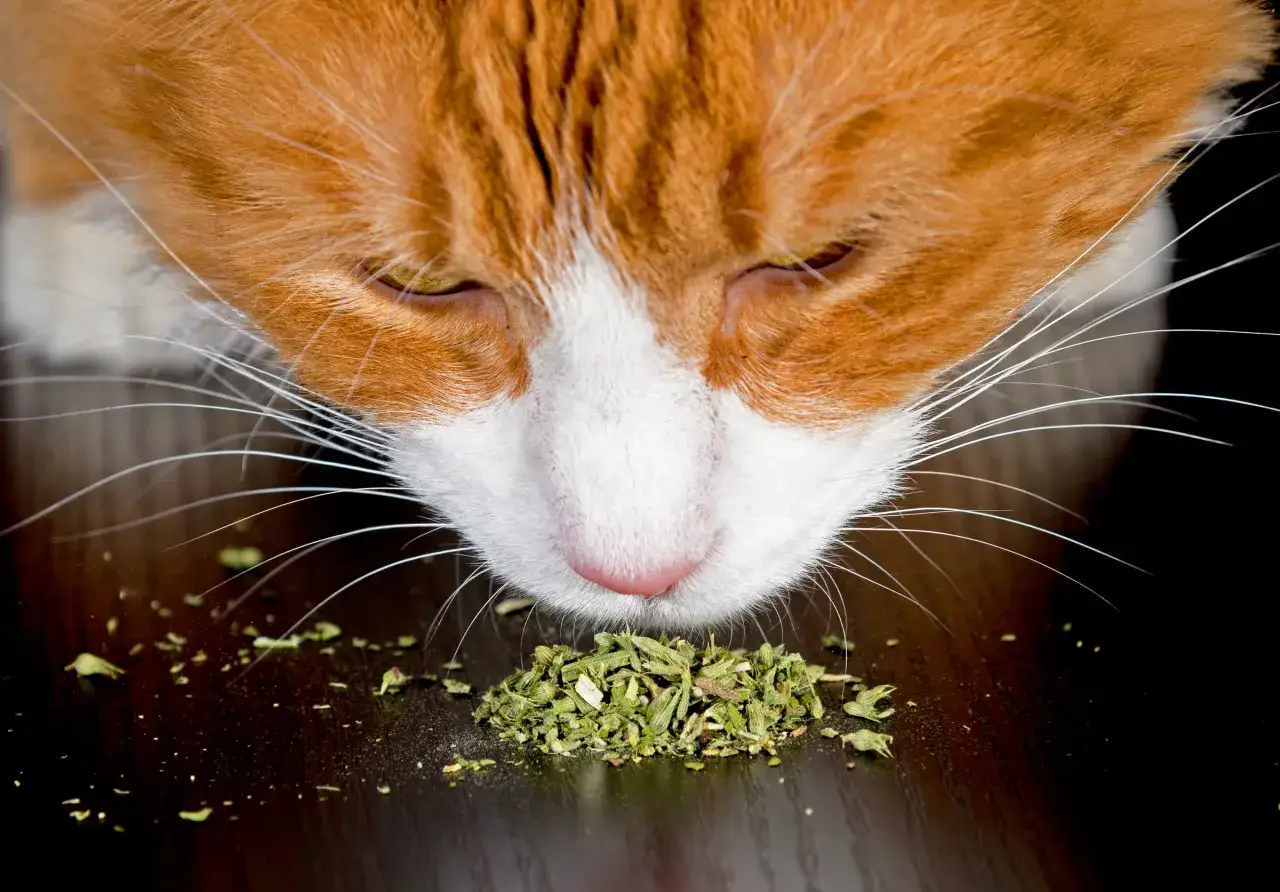 Katze schn&uuml;ffelt an Kr&auml;utertopf mit Katzenminze