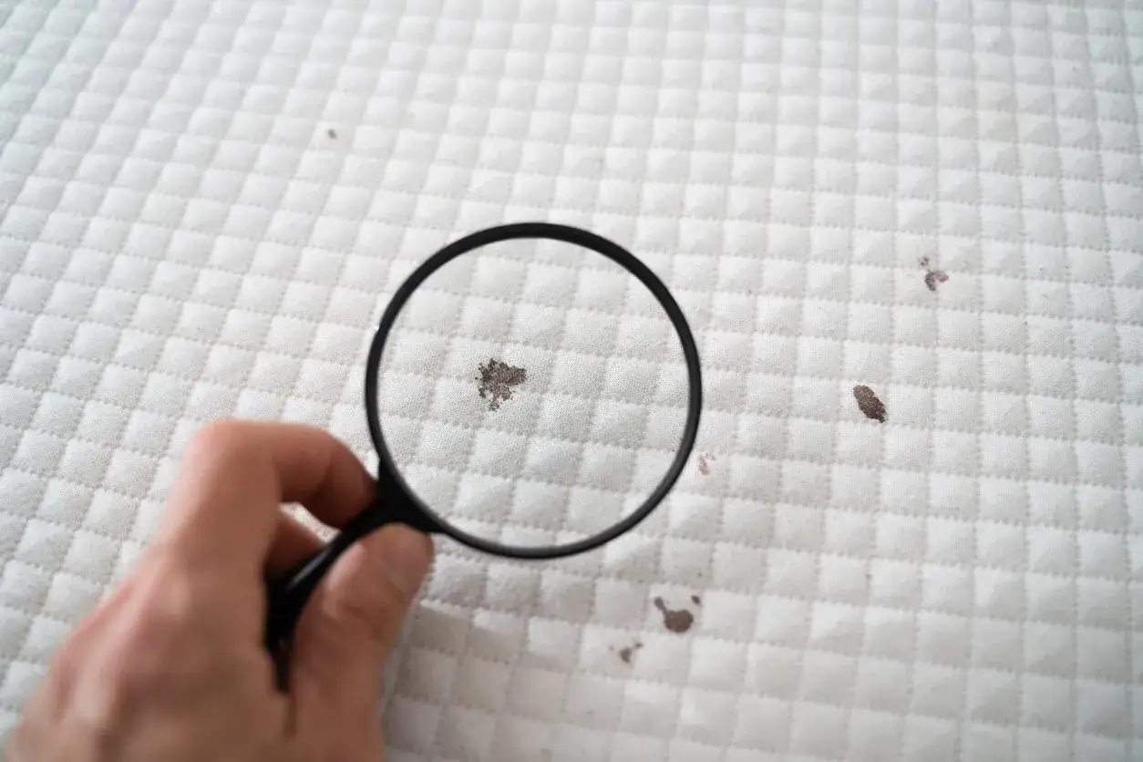 Inspeccionando manchas en un colchón con lupa. Aprende como quitar el moho del colchon para un descanso saludable.