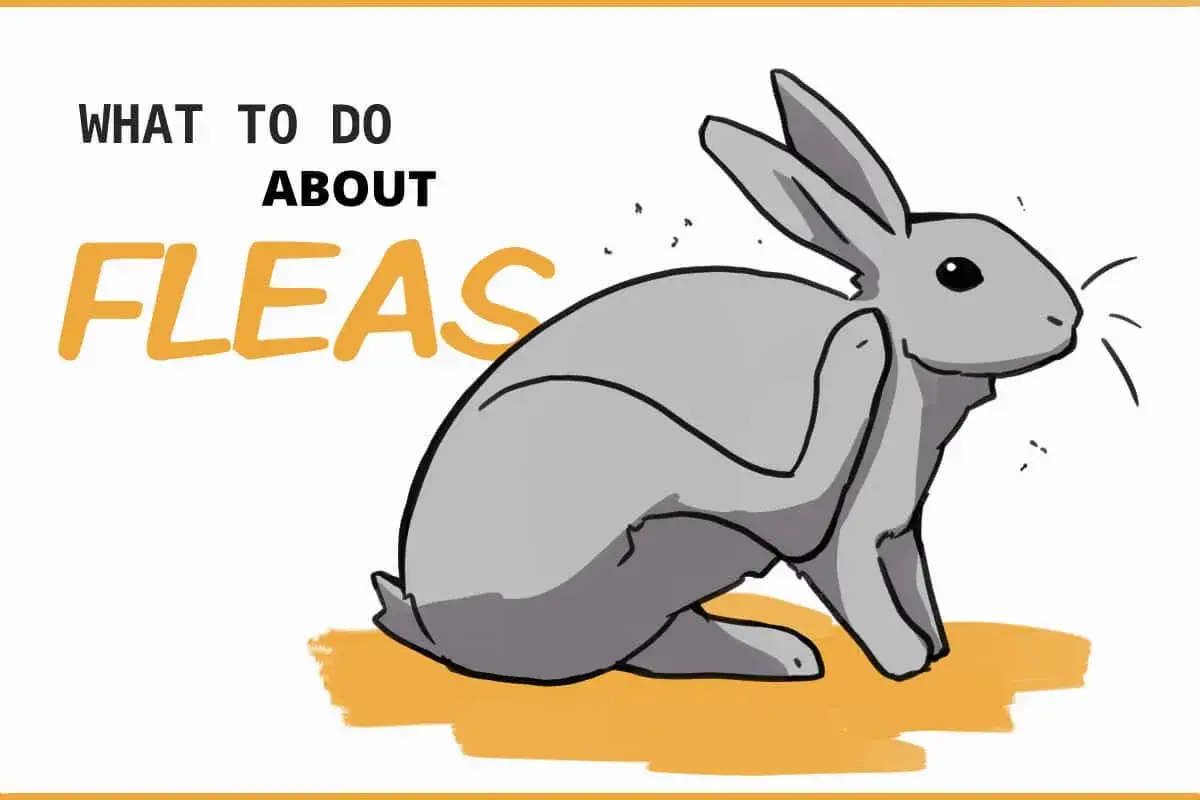 Ilustraci&oacute;n de un conejo gris rasc&aacute;ndose, con el texto 