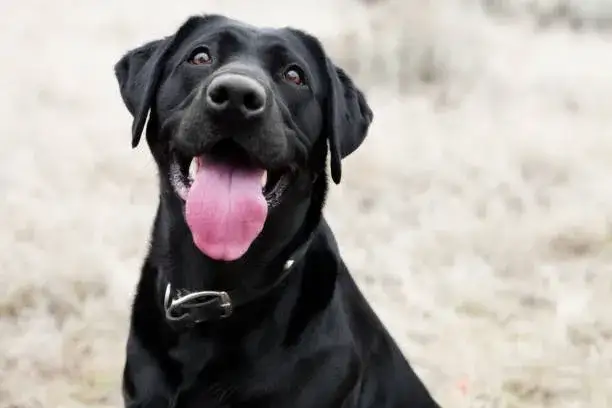 szczęśliwy labrador