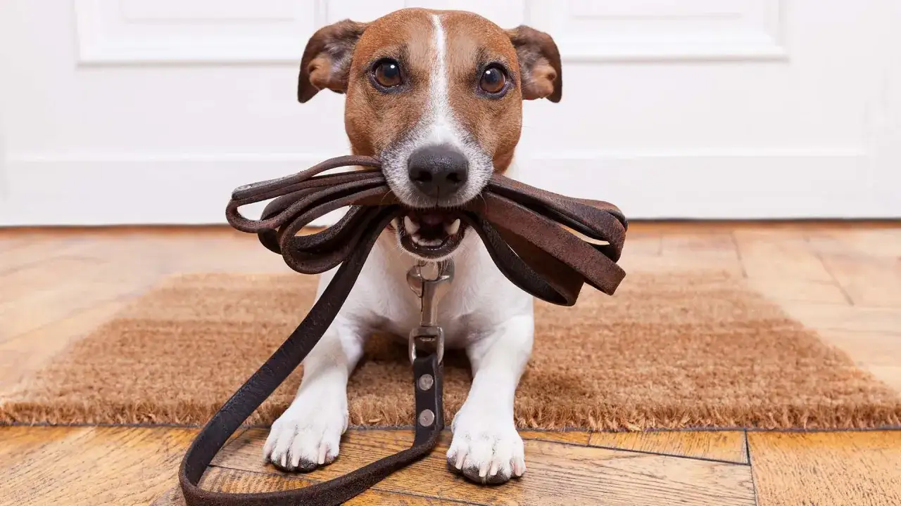 Perro Jack Russell con correa en la boca, listo para pasear. ¡Una verdadera alarma mascotas para salir!