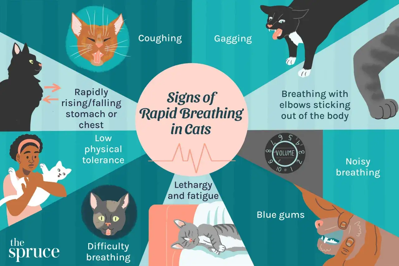 Ilustración sobre signos de respiración rápida en gatos. Si mi gato respira muy rápido, podría tener tos, dificultad para respirar o encías azules.