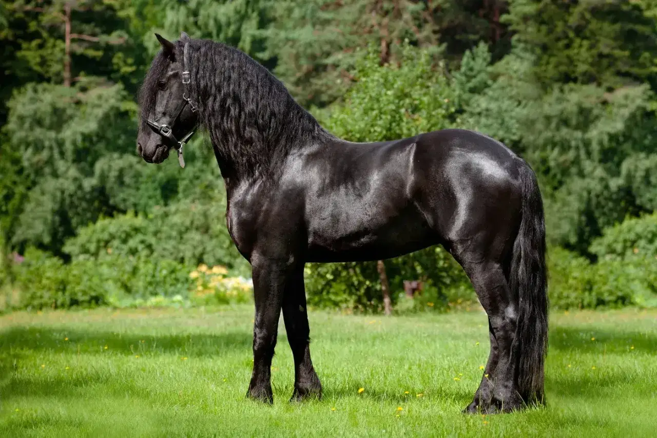Majestueux cheval frison noir, crini&egrave;re abondante, se tient dans un pr&eacute; verdoyant.