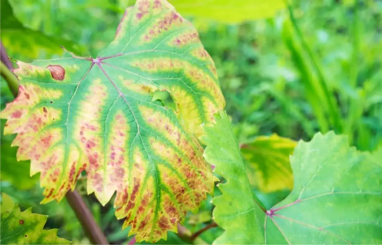 Foglia di vite con macchie gialle e rosse, sintomo di eccesso di potassio nelle piante.