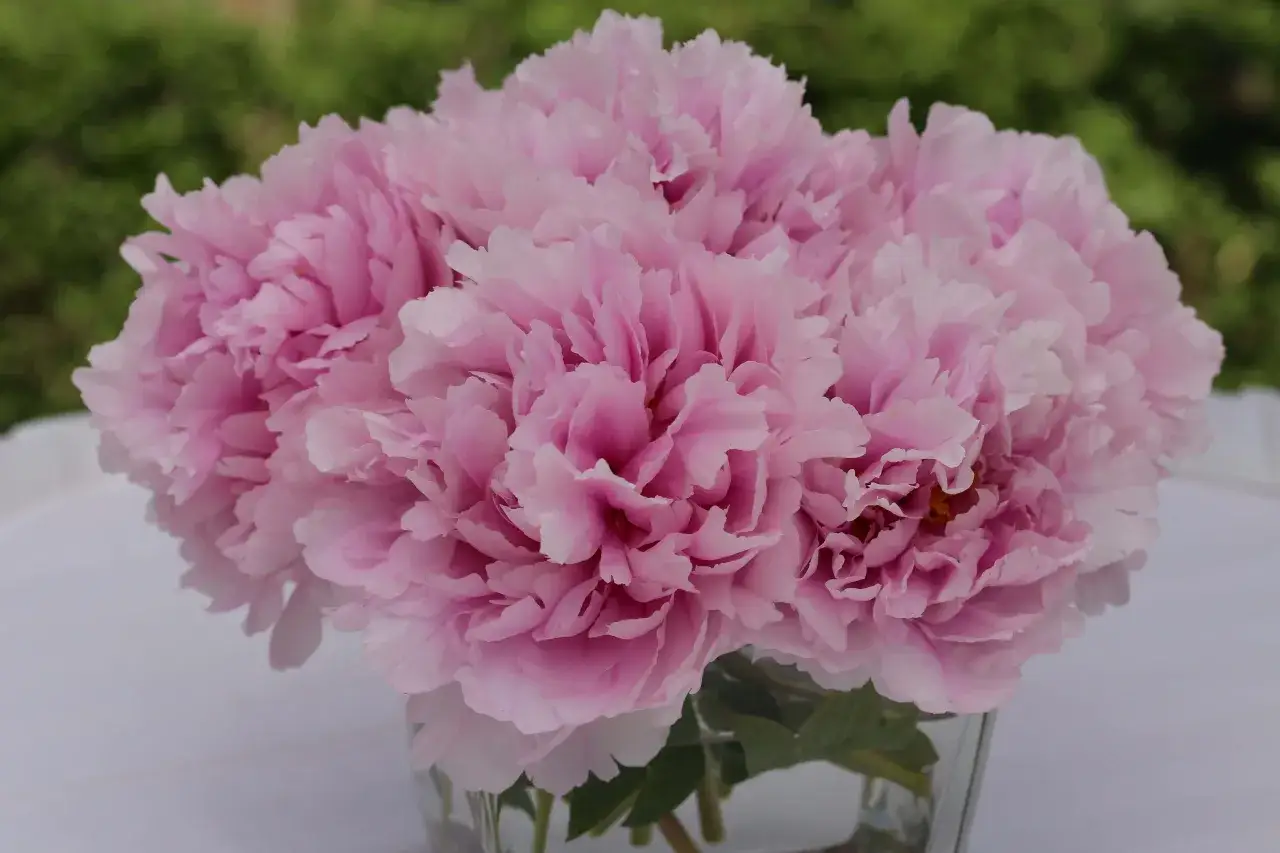 En bukett med fluffiga, rosa blommor i en glasvas. De mjuka kronbladen skapar en dr&ouml;msk k&auml;nsla.