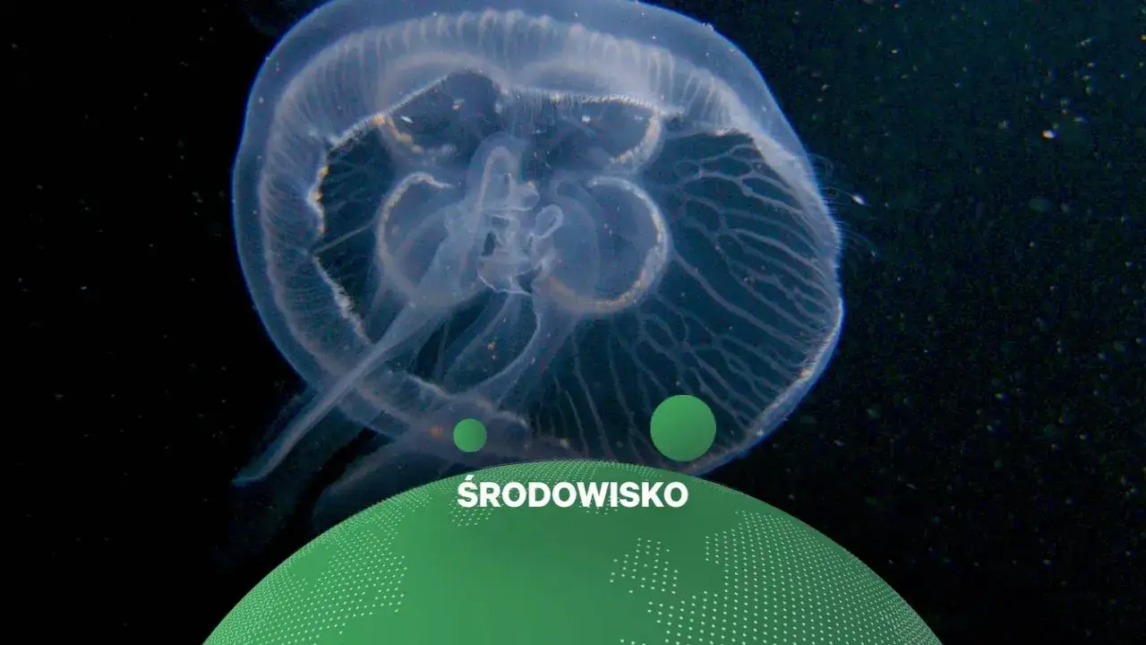 Przezroczysta meduza unosi się w ciemnej wodzie. Czy w Bałtyku są meduzy? Tak, to jedna z nich.