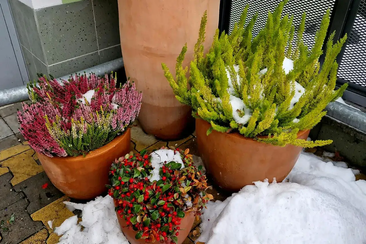 Vinterplantering i kruka ute visar t&aring;liga v&auml;xter med sn&ouml;. Ljusrosa ljung, gr&ouml;n ljung och r&ouml;da b&auml;r i terrakottakrukor.