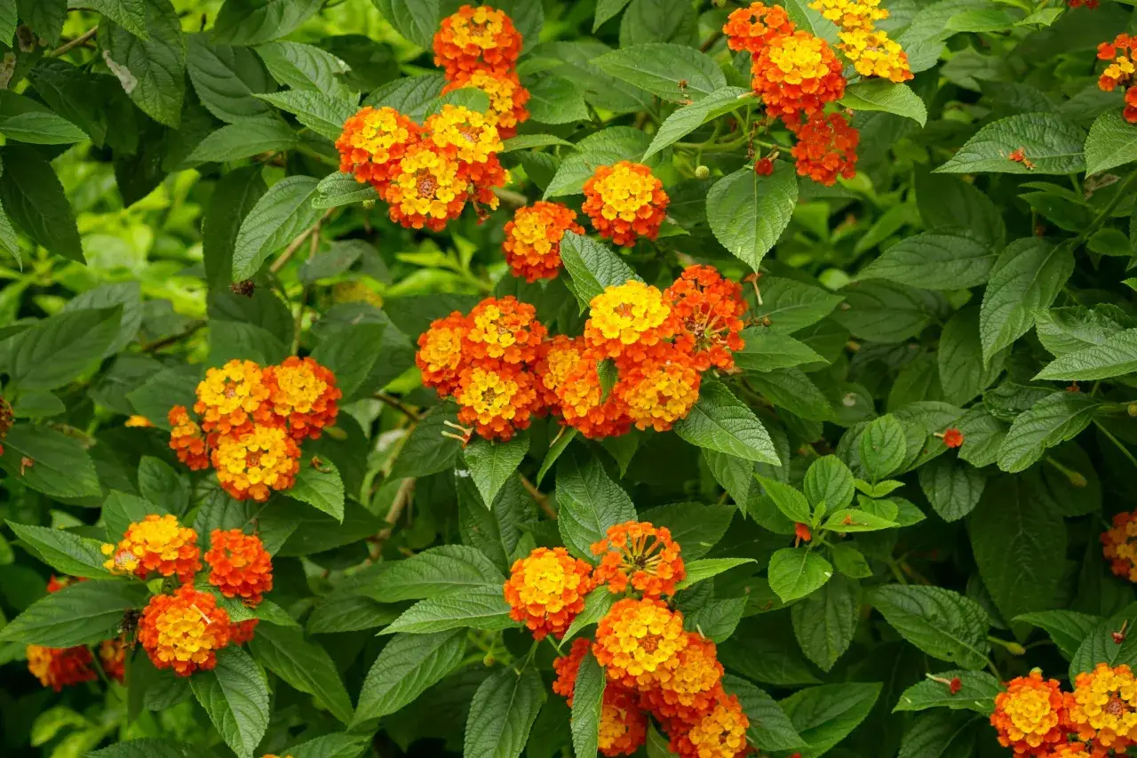 Ramos de lantana con flores naranjas y amarillas, perfectas plantas de sol y poca agua, rodeadas de hojas verdes.