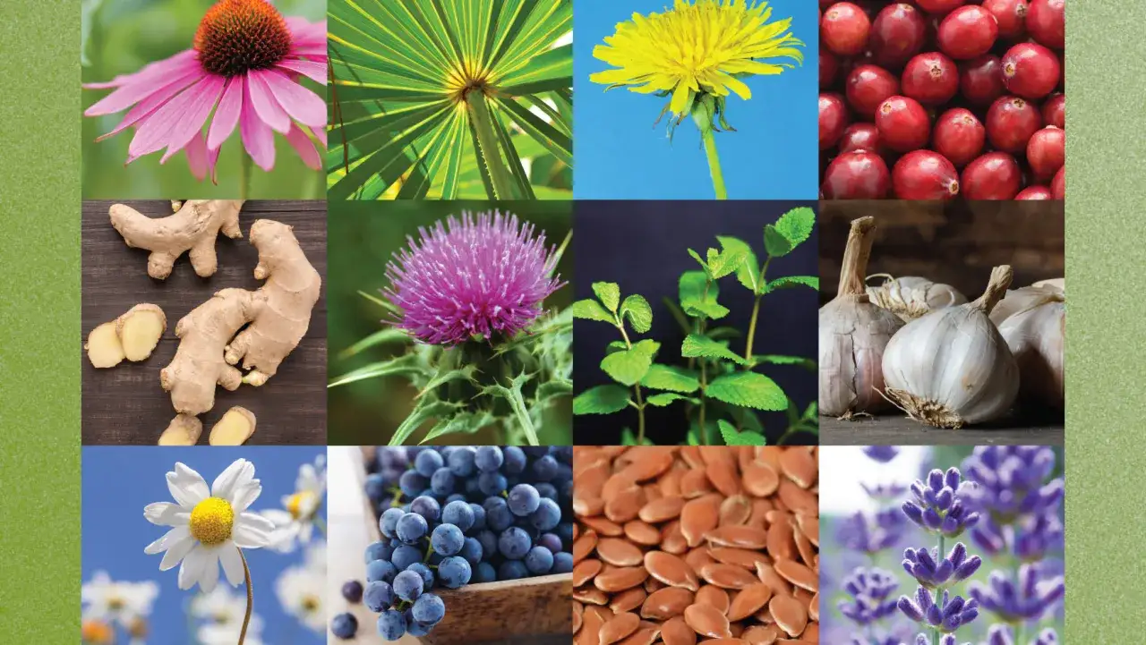 Heilpflanzen wie Echinacea, Ingwer, Cranberries und Lavendel sind Beispiele f&uuml;r das, was adaptogene sind: nat&uuml;rliche Stoffe, die dem K&ouml;rper helfen, sich anzupassen.