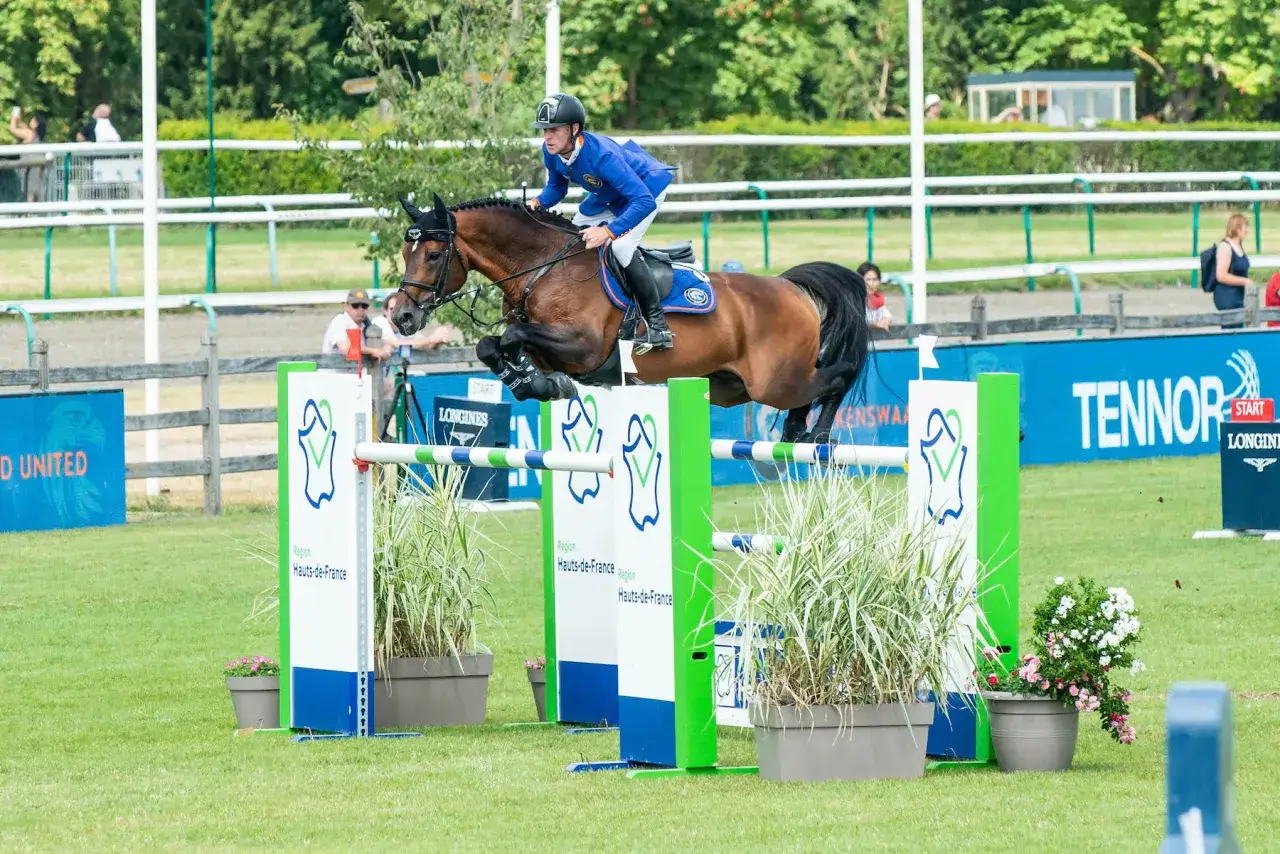 Cavalier en bleu, sur un cheval brun, saute une haie avec grâce. Un étalon comme il faut, prêt pour la compétition.