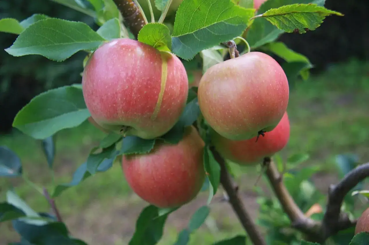 Rumiane jabłka odmiany jabłoń ananas berżenicki dojrzewają na gałęzi, otoczone zielonymi liśćmi.