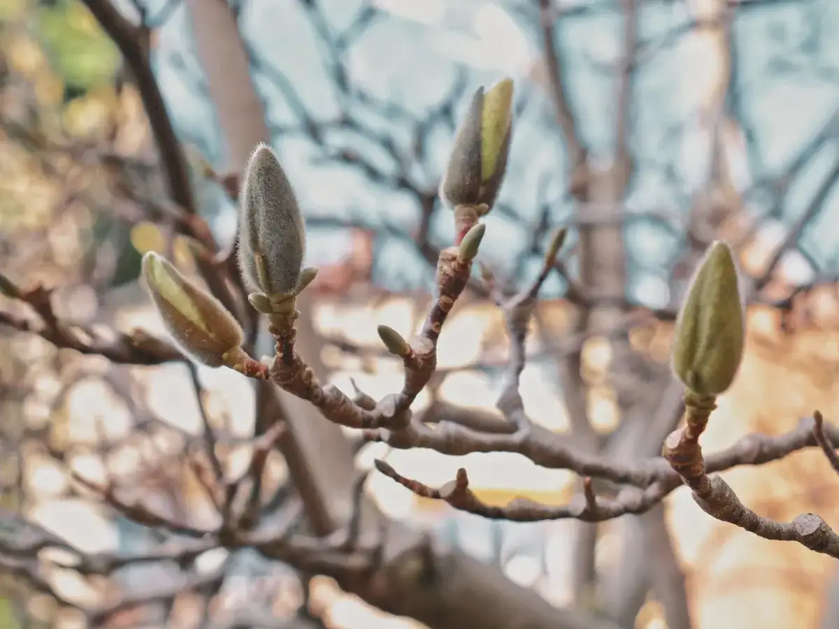 Pąki magnolii, delikatne i puchate, czekają na wiosnę. Czego nie lubi magnolia? Zimnych wiatrów i mrozu, które mogą uszkodzić te piękne kwiaty.