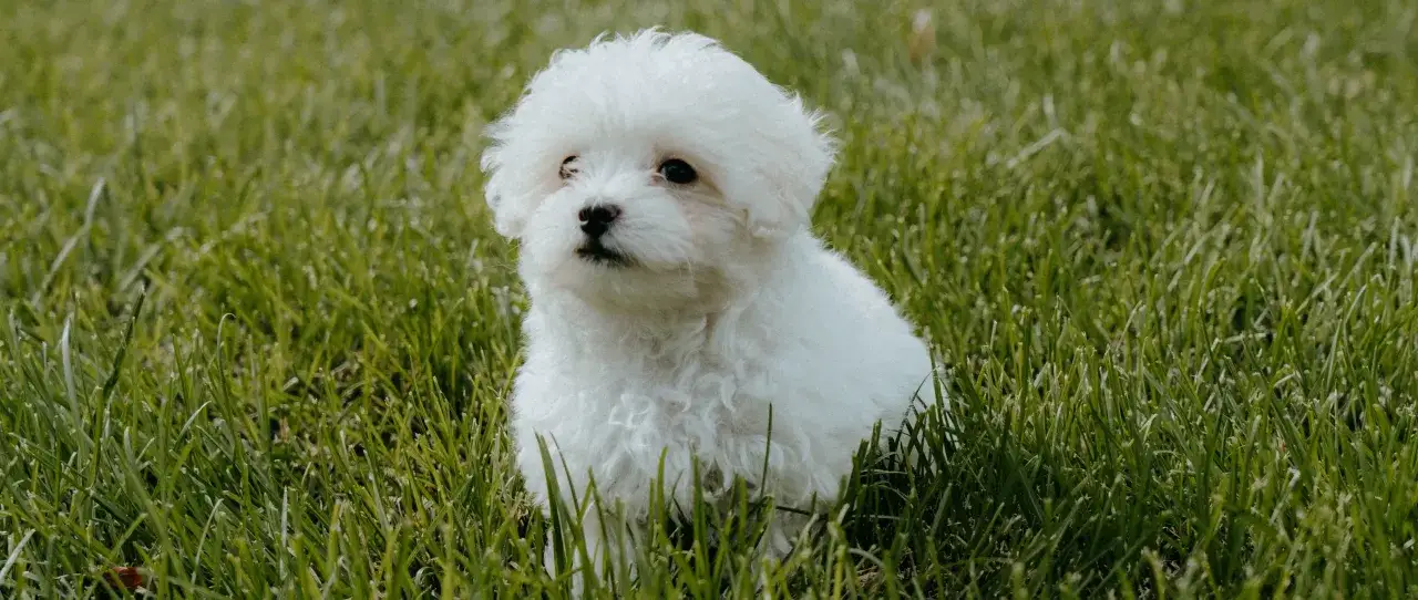 Urocza maltipoo miniaturka siedzi na zielonej trawie, wyglądając jak mała, puszysta kulka.